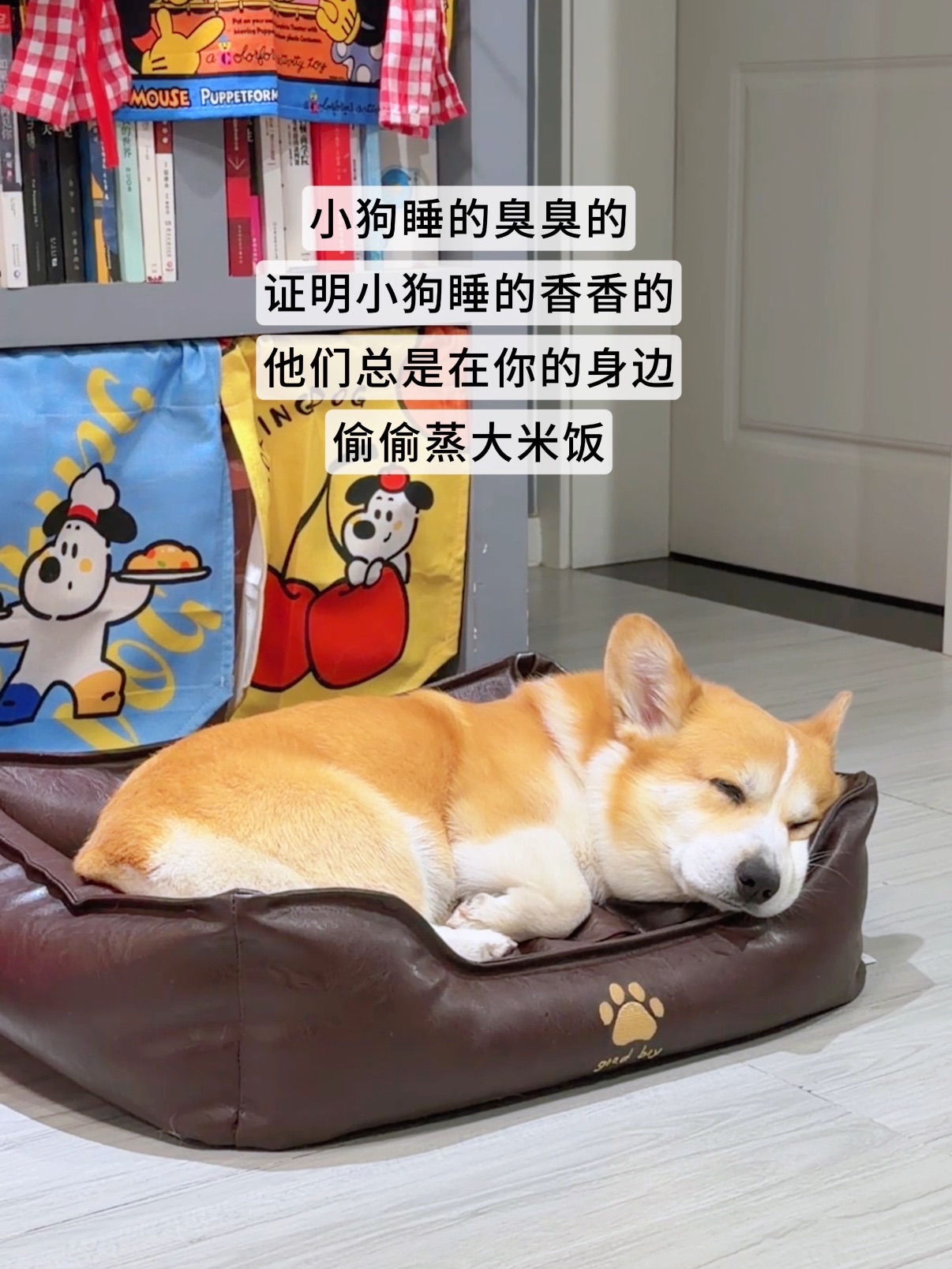 小狗开始蒸大米饭啦🍚