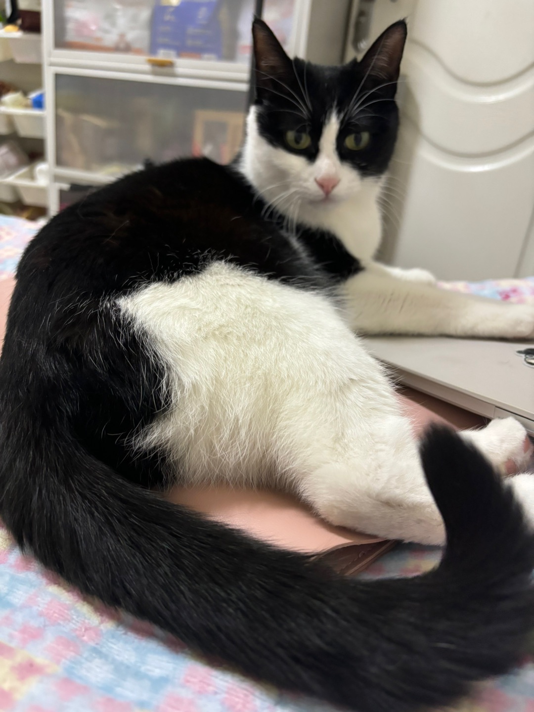 哈哈(〃'▽'〃)Hi~ o(*￣▽￣*)ブ( ´ ▽ ` )ノ