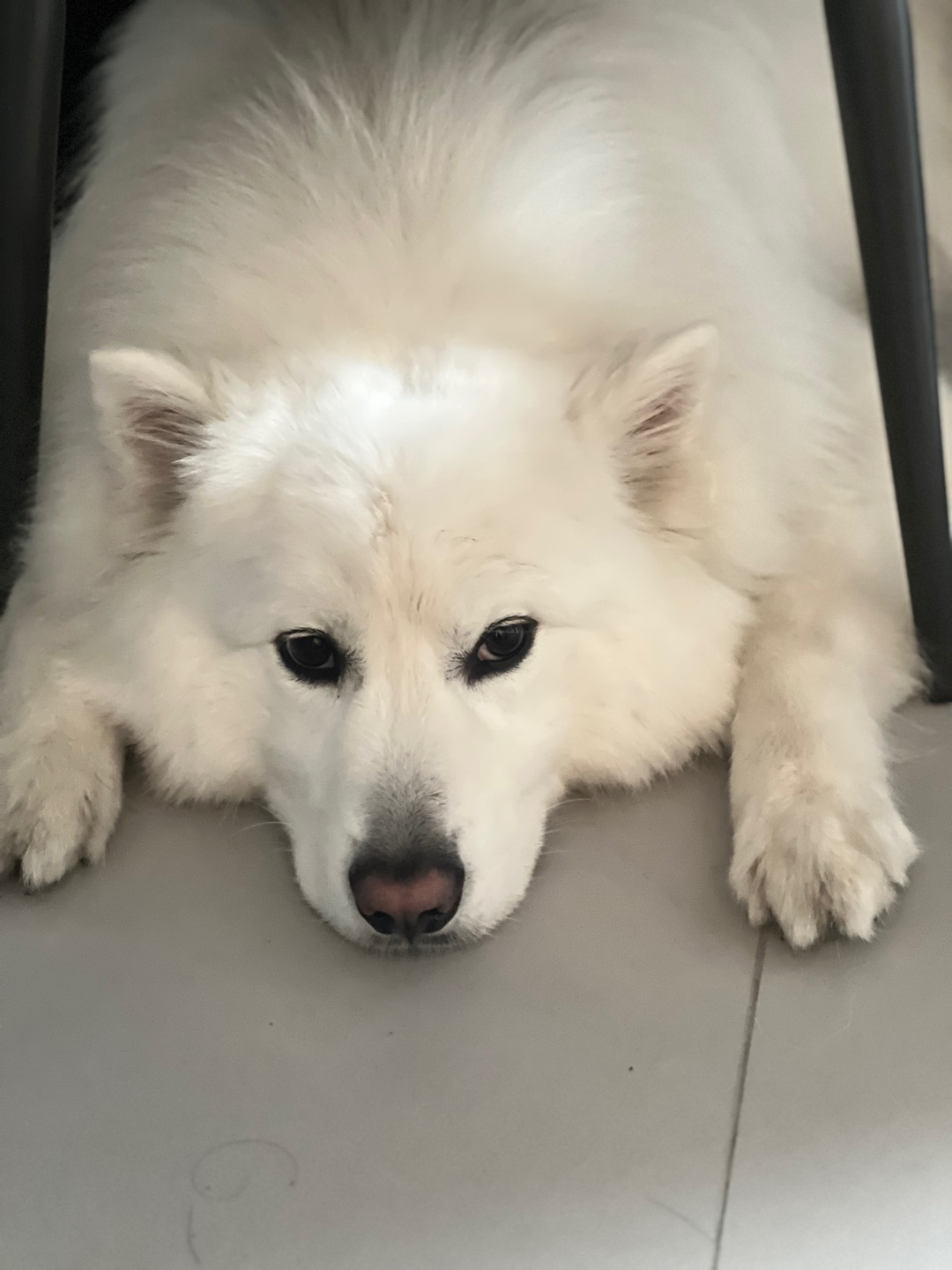 修狗的身材是个谜