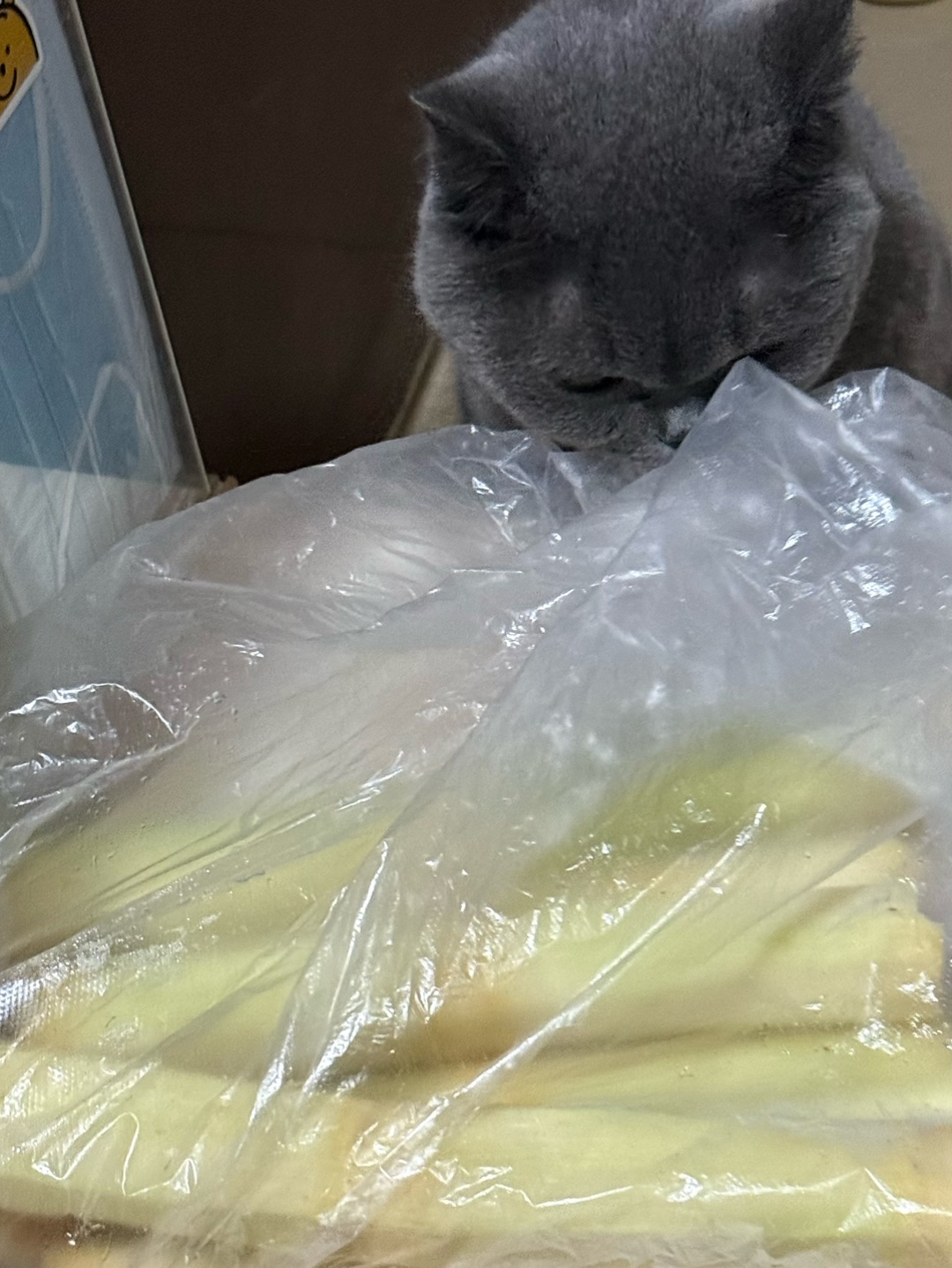 😼谁能拒绝甜甘蔗！