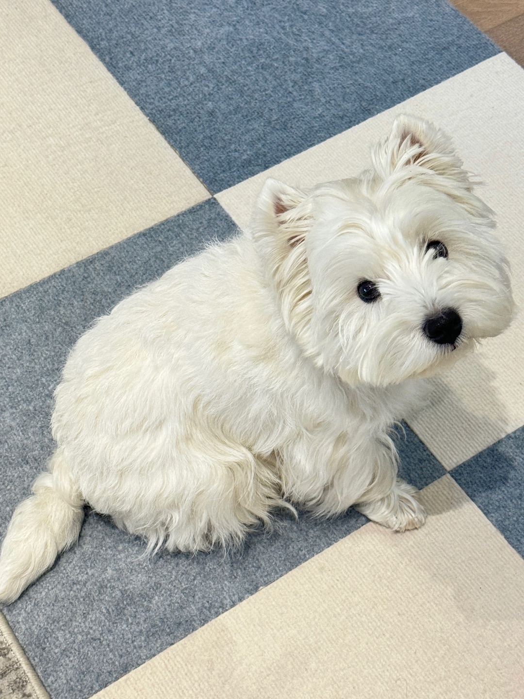 家养小白猪！！🐽