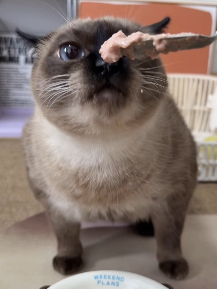 鼻子先替嘴巴尝过鲜啦😋