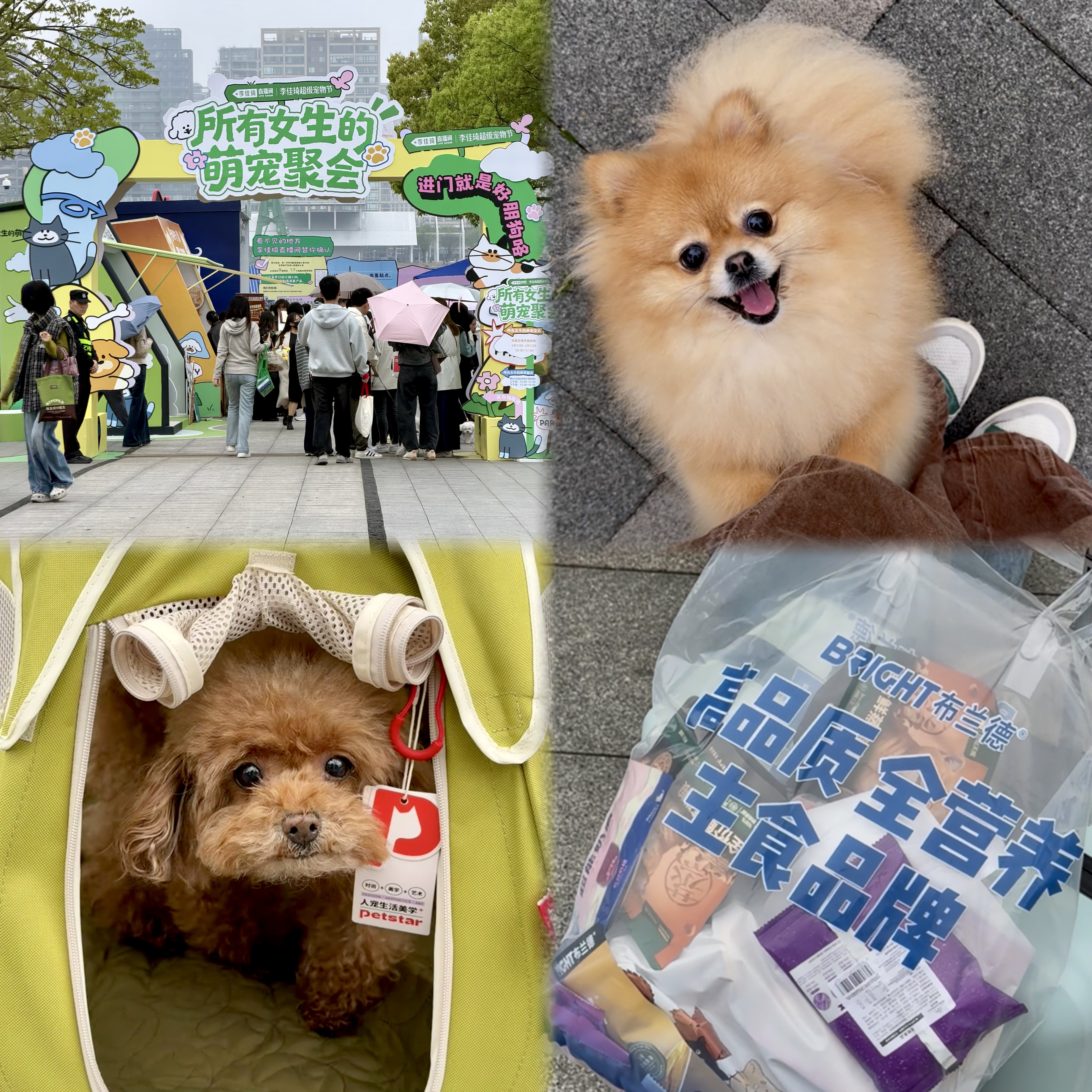 周末集市！所有女生的萌宠聚会