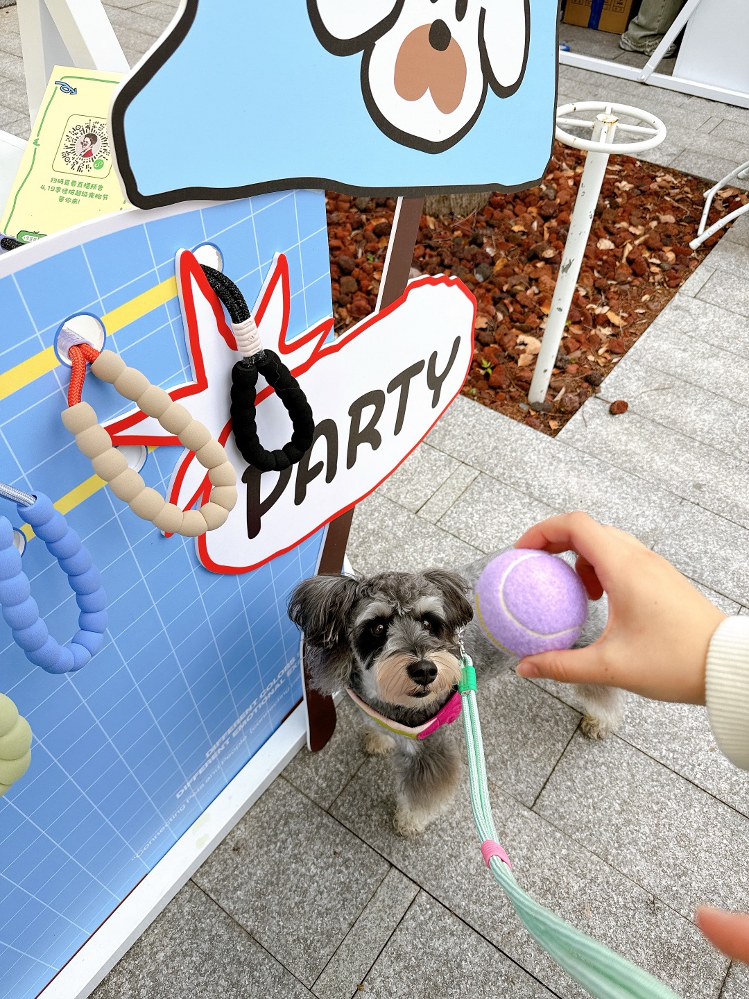 所有女生的萌宠聚会