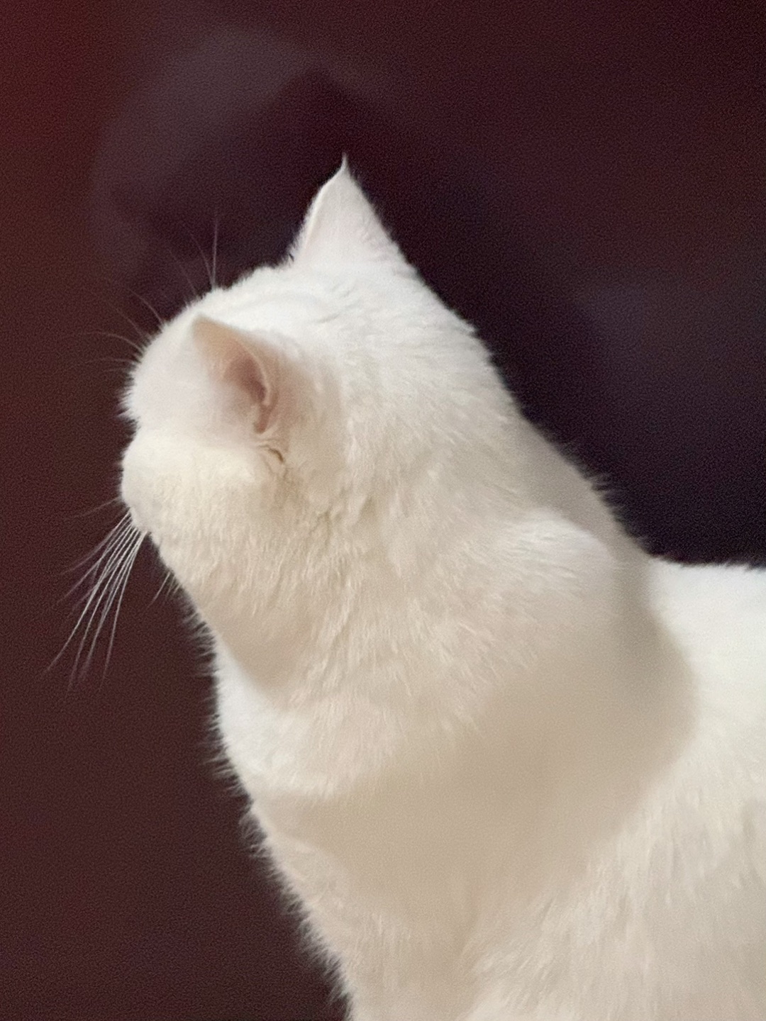 家里两只毛孩子的日常碎片✨