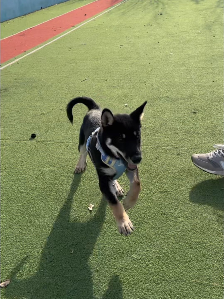 红瓦绿地和蓝天，是小狗的快乐春天🎉