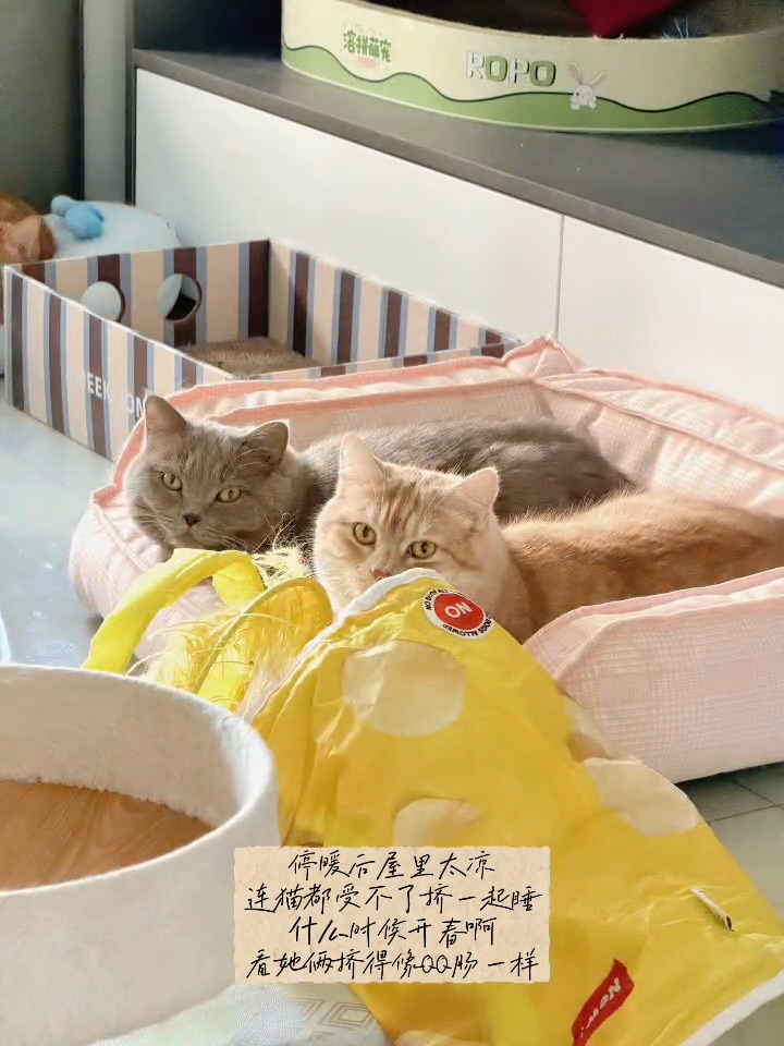 🐱：停暖了  我的心也变得好凉