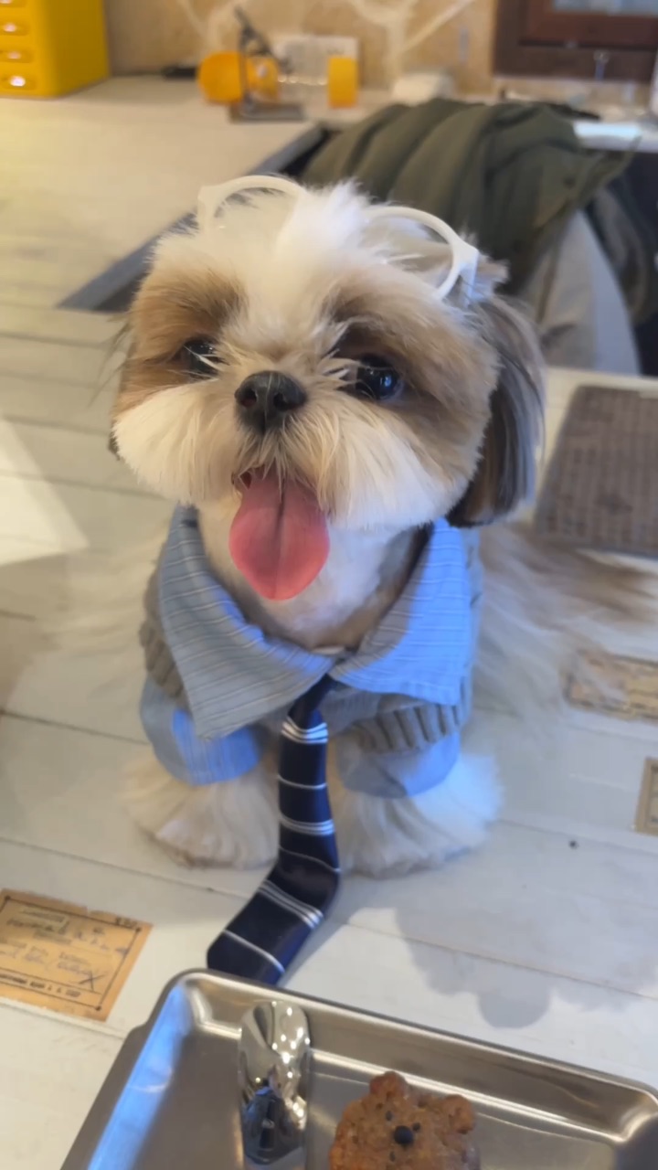 这么肥的小猫狗都是要营业的