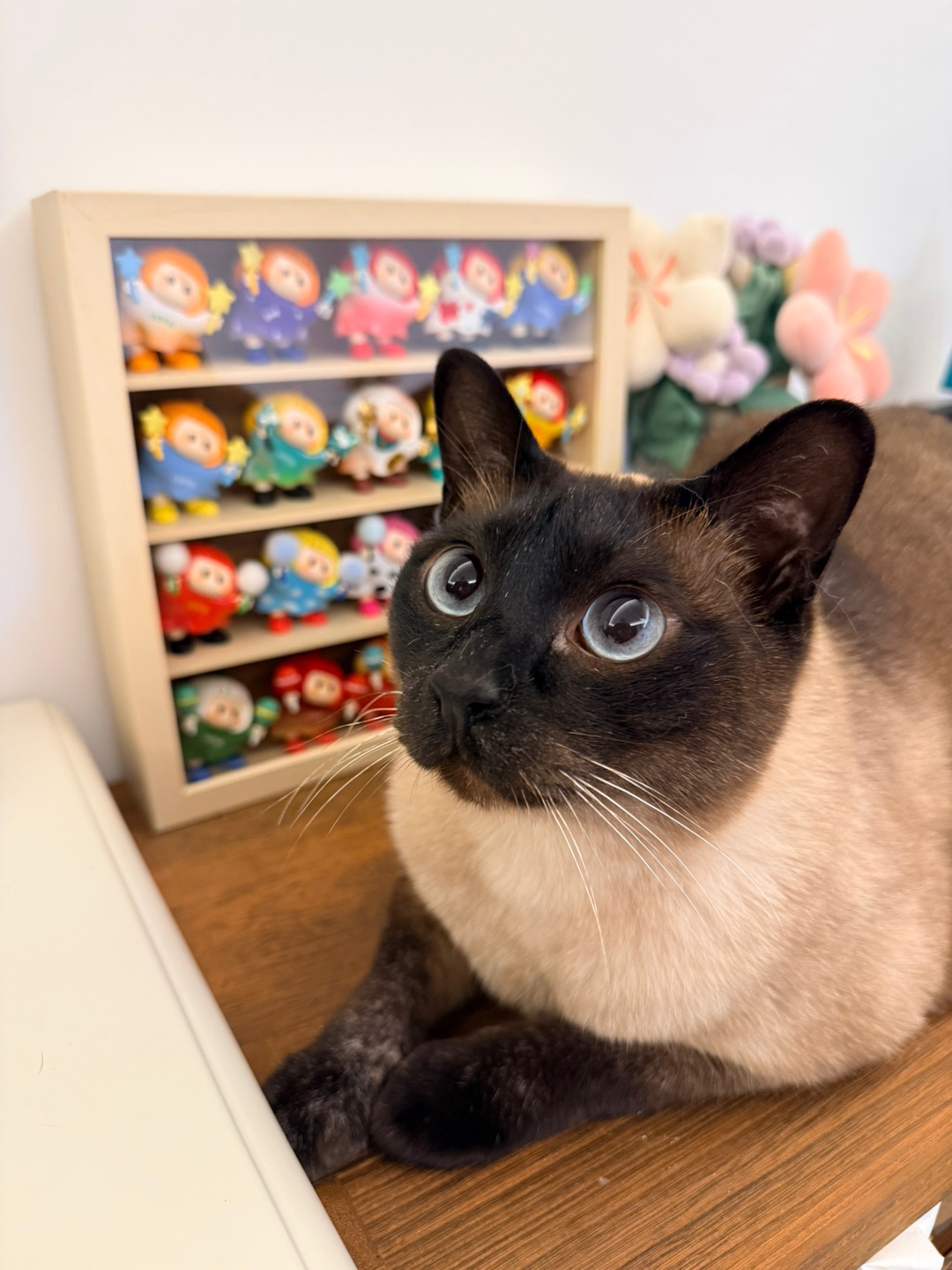 你怎么知道我的yoyo到了？