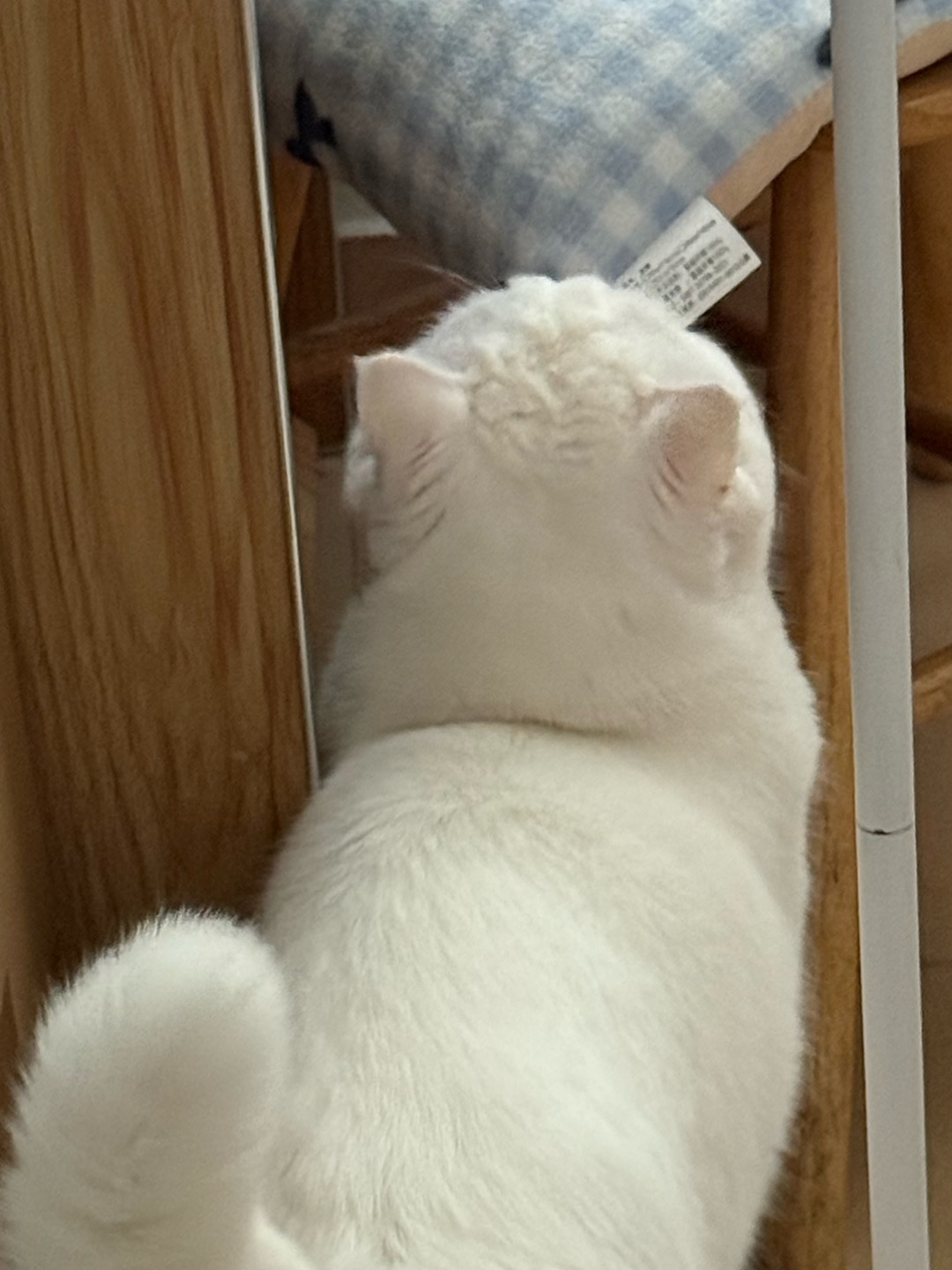 元宝的迷惑行为大赏🐱