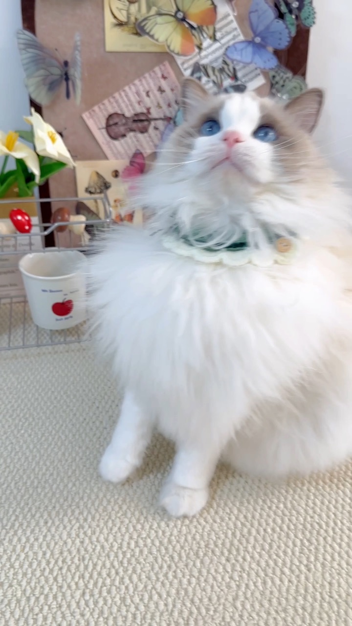 小咪过上了好日子！！！