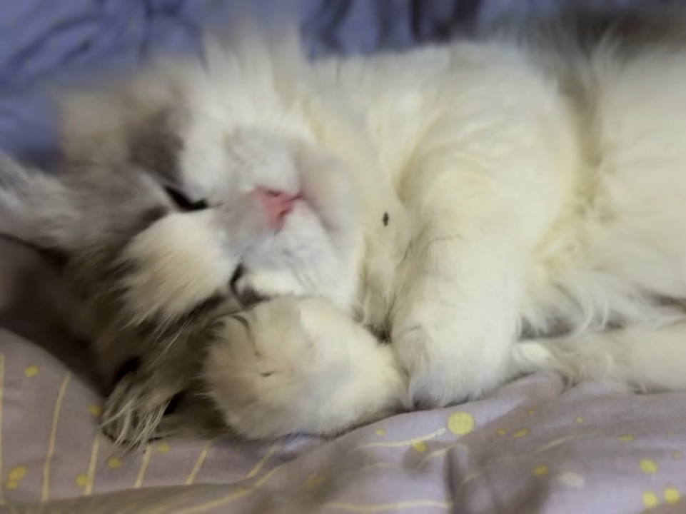 乖宝宝一大枚14