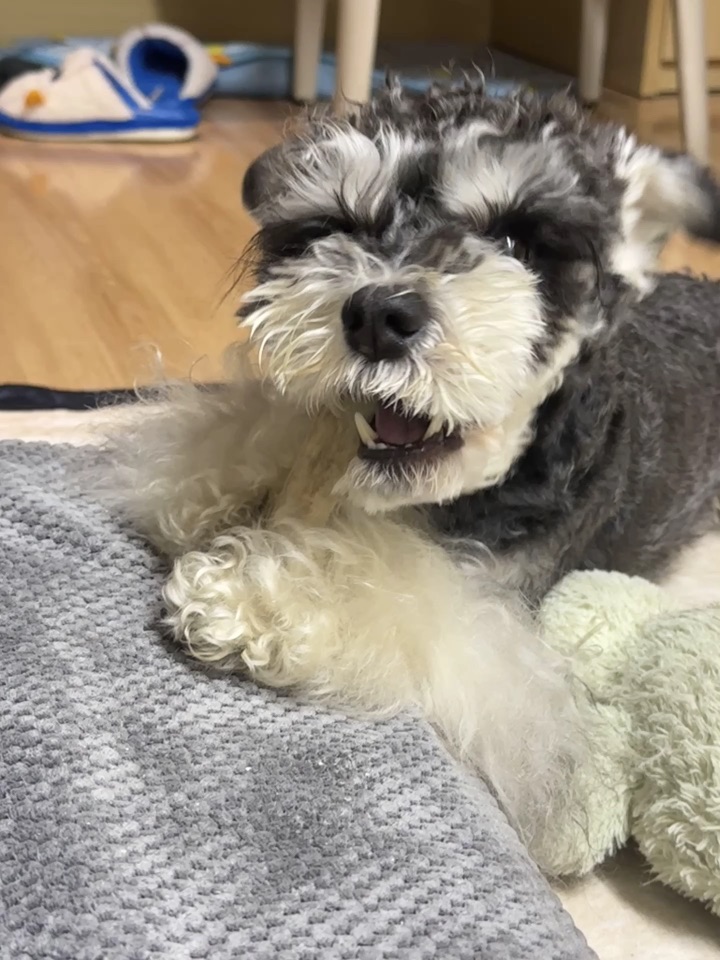 众所周知雪纳瑞的头