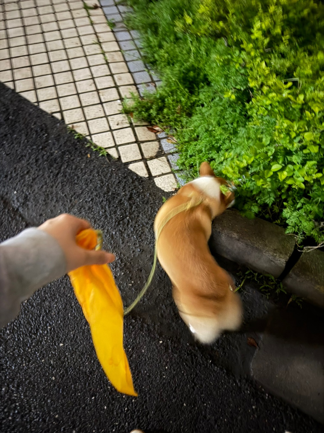 再也不用担心捡💩脏手啦