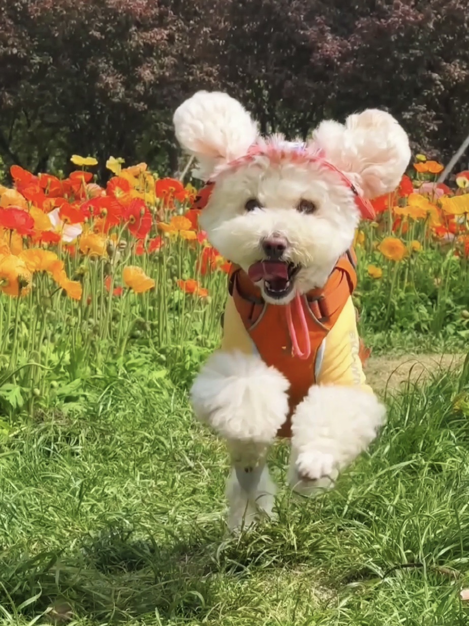 奔跑在春天里的小狗好开心呀~