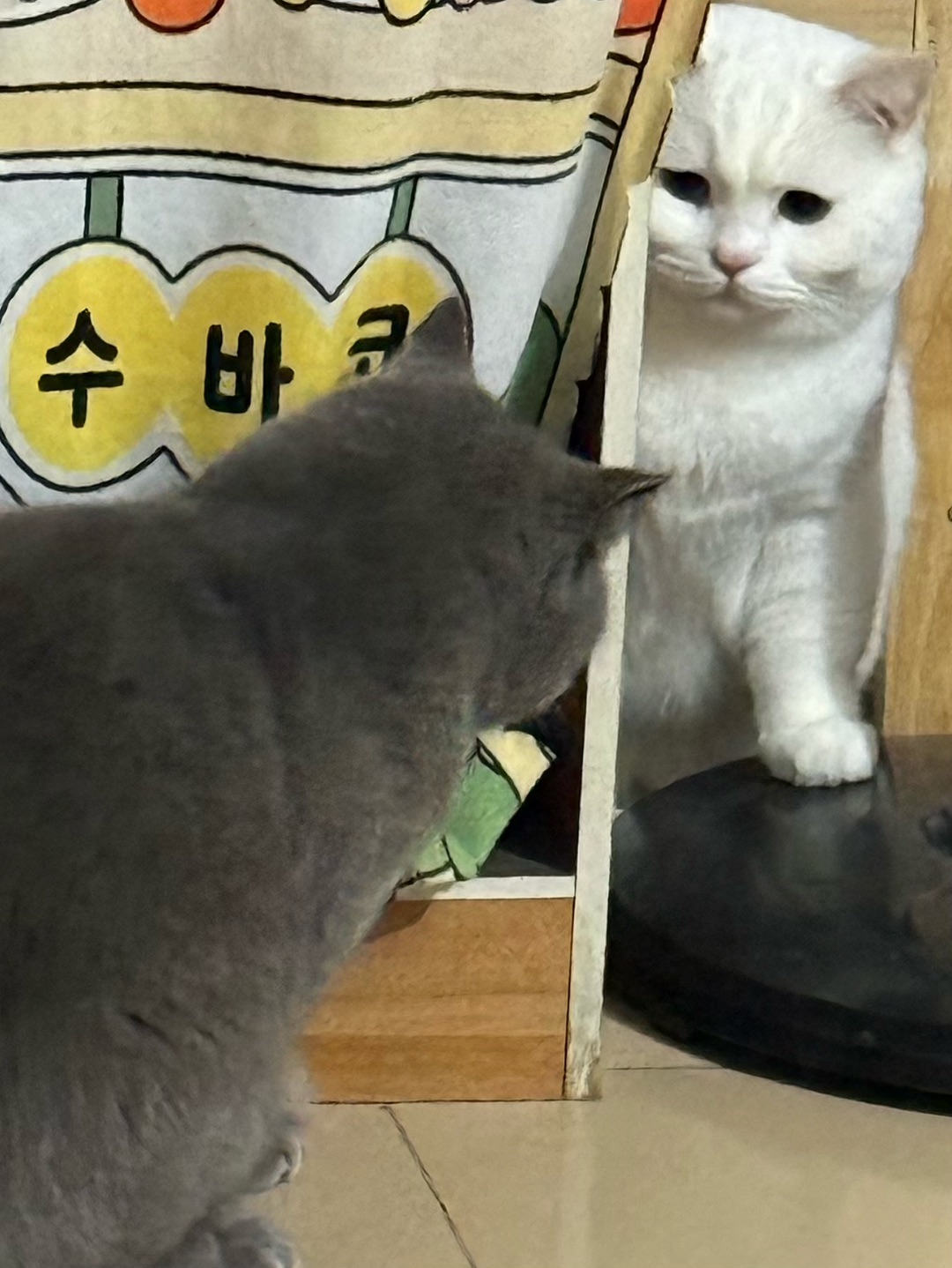 皮皮&元宝的日常对峙实录🐱