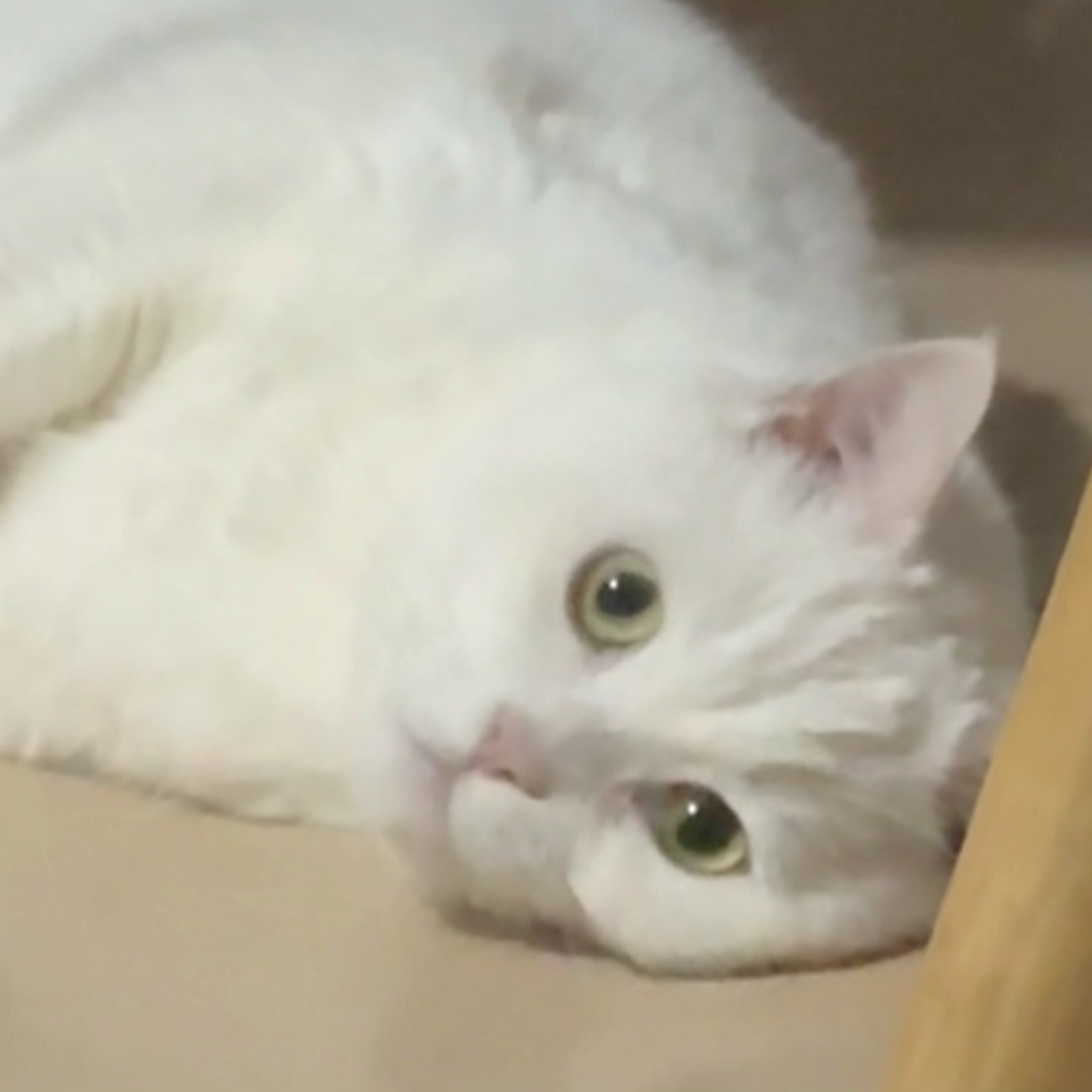 ☁️软fufu小白猫日常