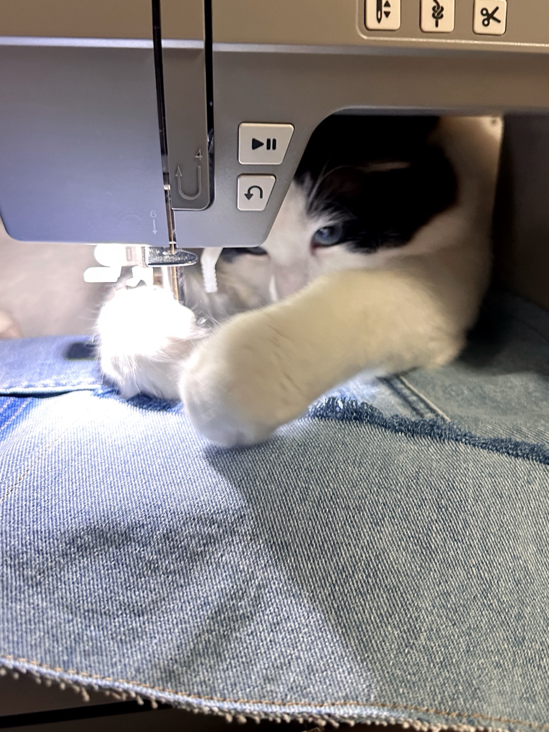 监工猫猫上线～让我看看👀有没有好好干活🪡