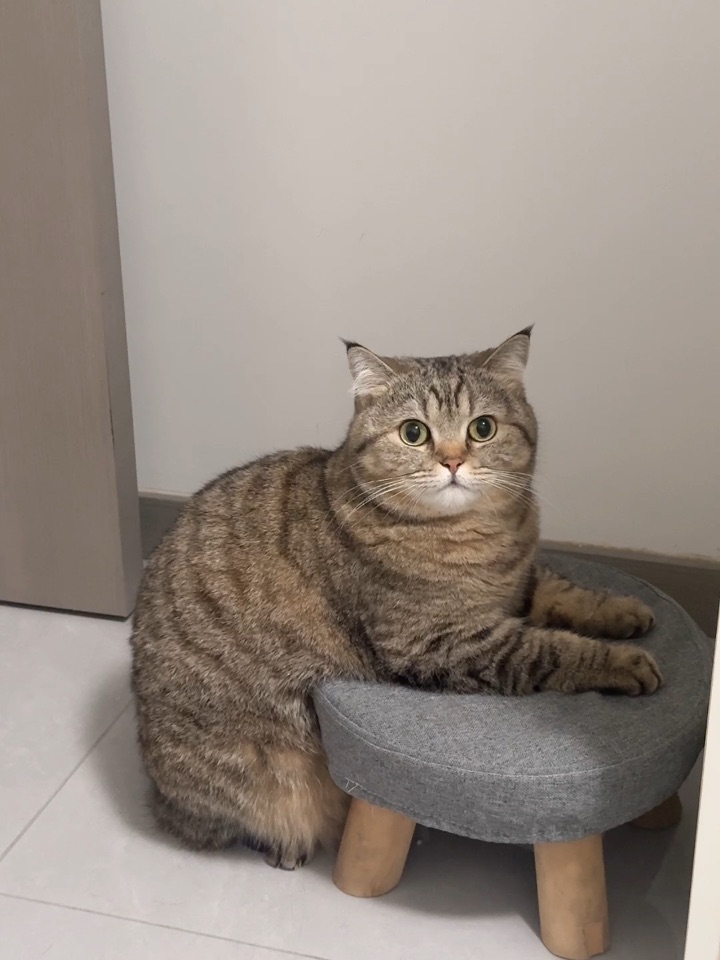 谁家小猫这么坐着