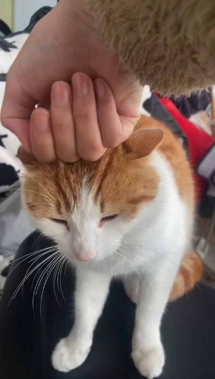 26.4.15 我怎么又欺负小咪咪