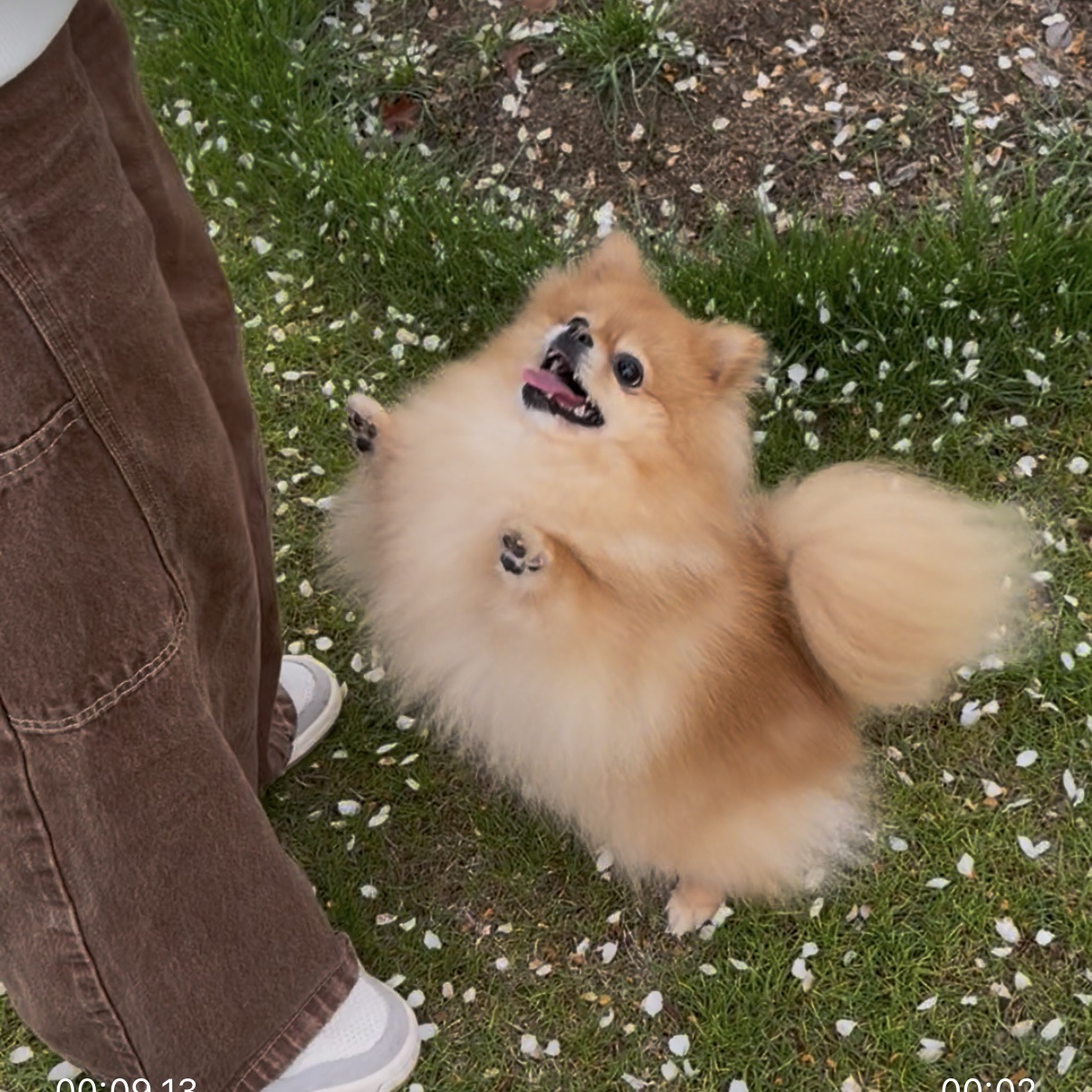 春天就是💐🐶🐾