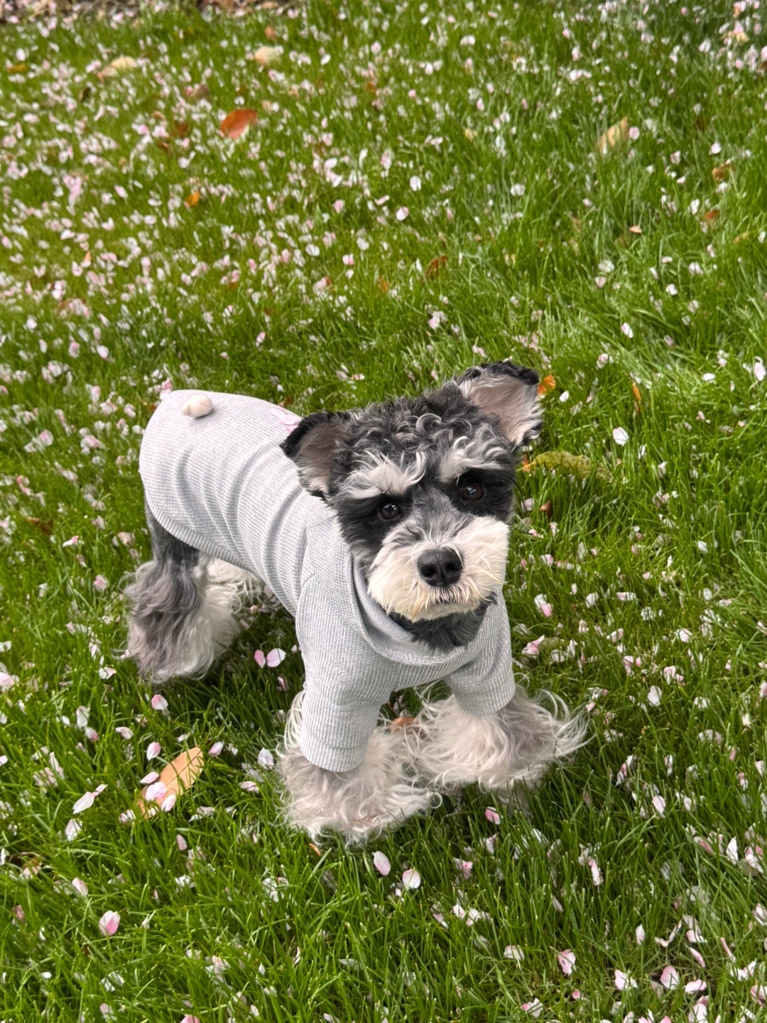 樱花树下站谁都美