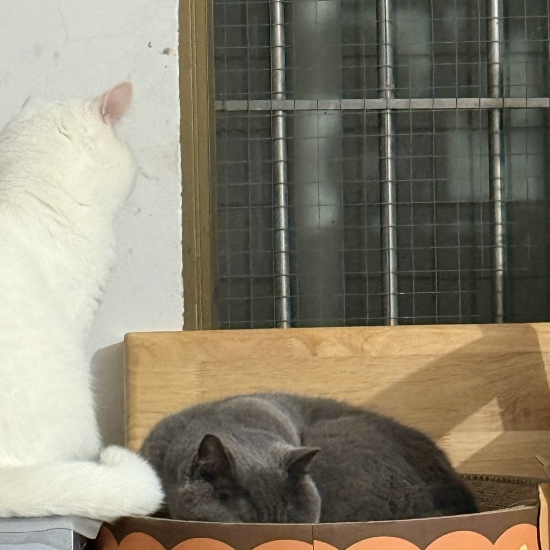 家有俩宝，一静一黏