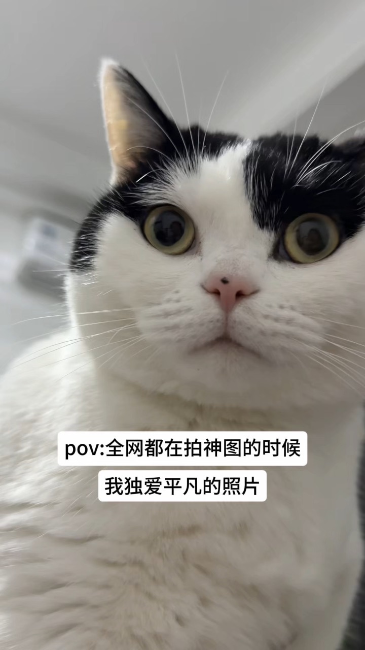 发明0.5倍拍猫的人就是天才