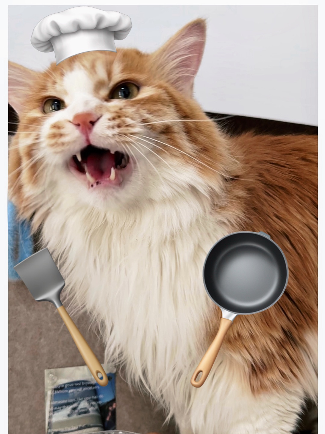 我家猫胖成煤气罐后…终于找到能减肥的粮了