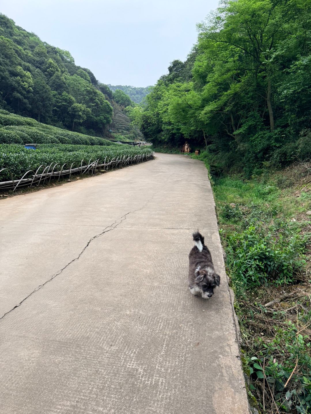 四妹踏青日记📔