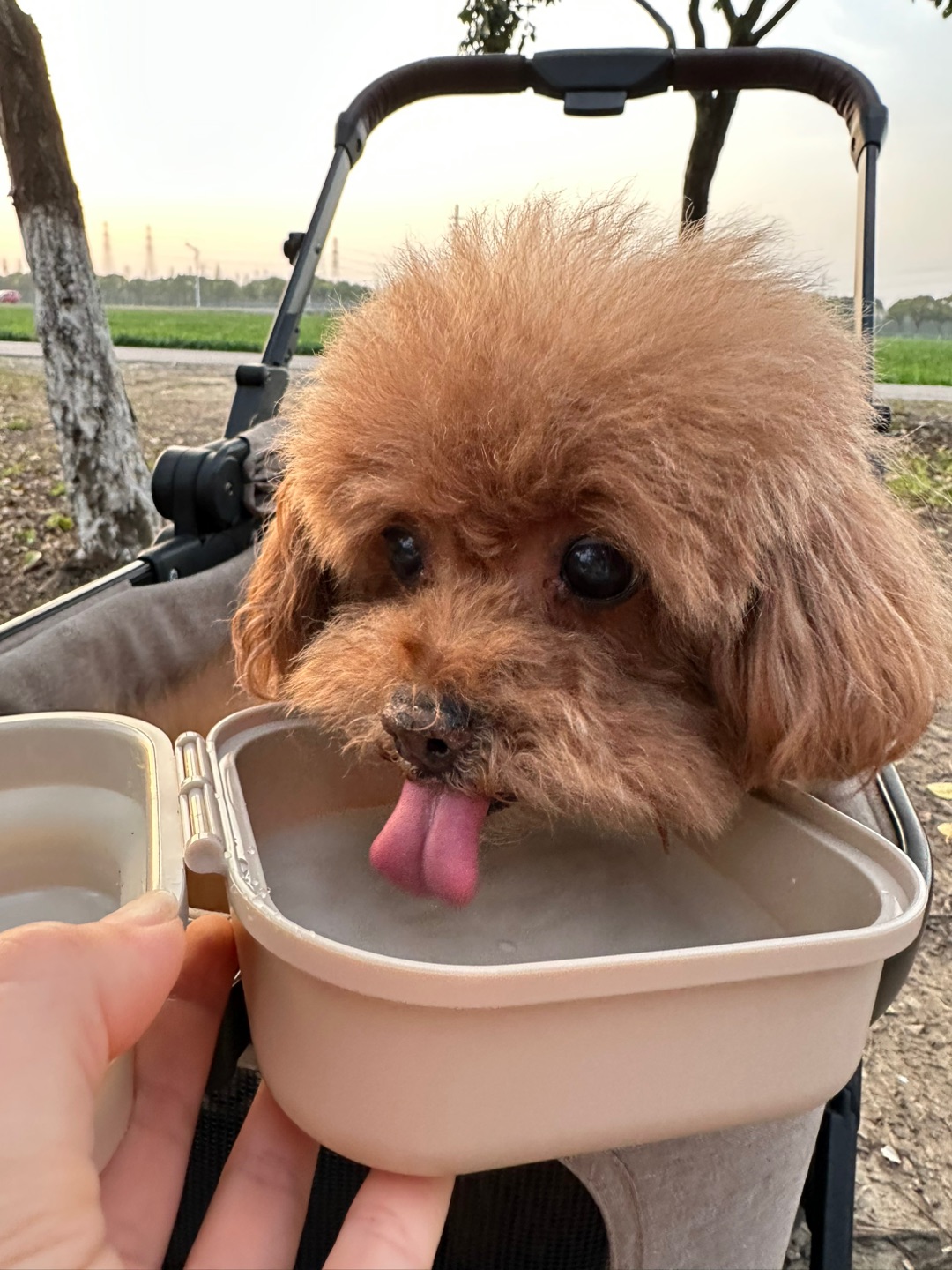 安利小狗出行神器✨