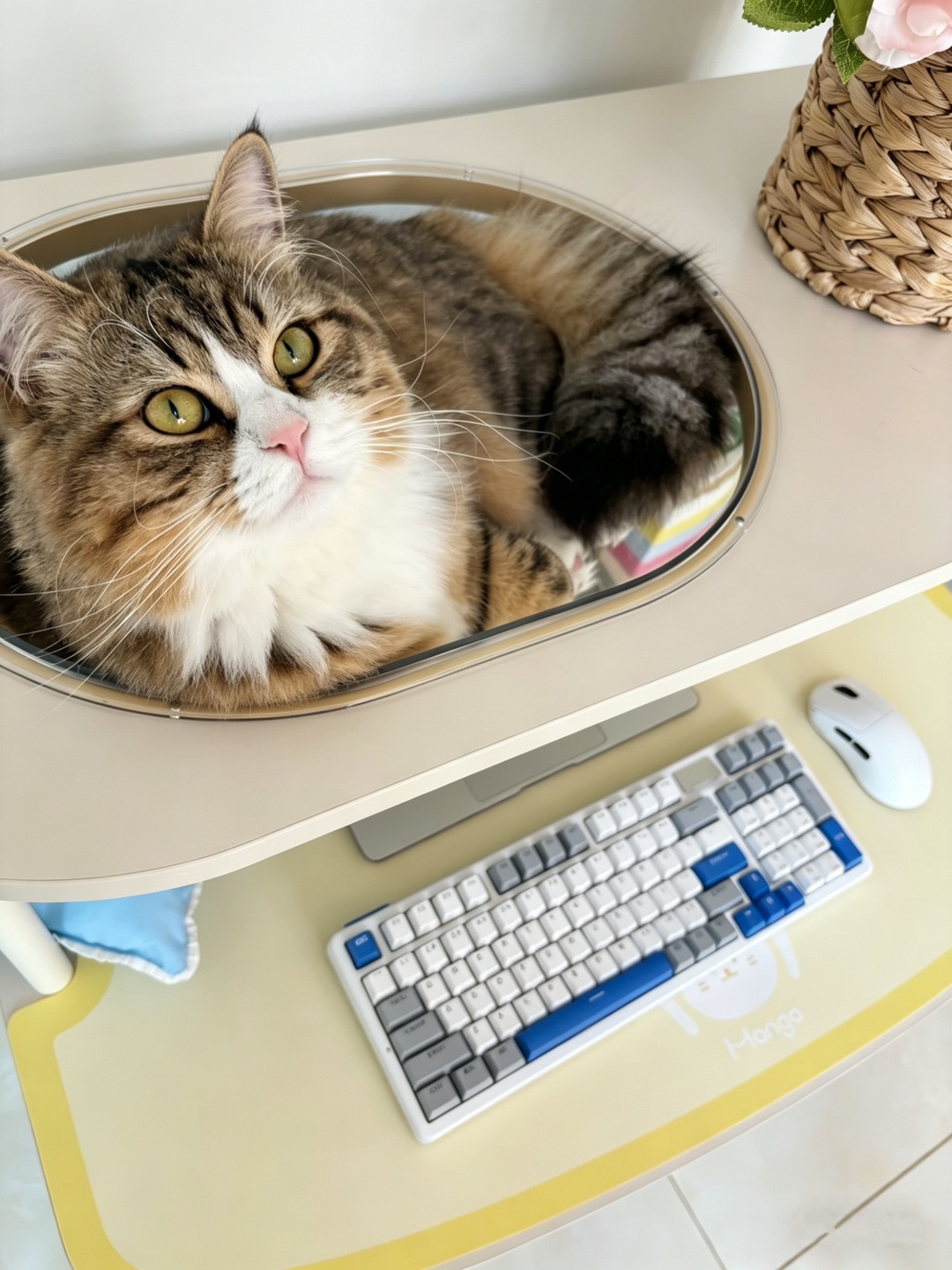 哈哈(〃'▽'〃)hi(^-^)/( ´ ▽ ` )ノ( ´ ▽ ` )ノ