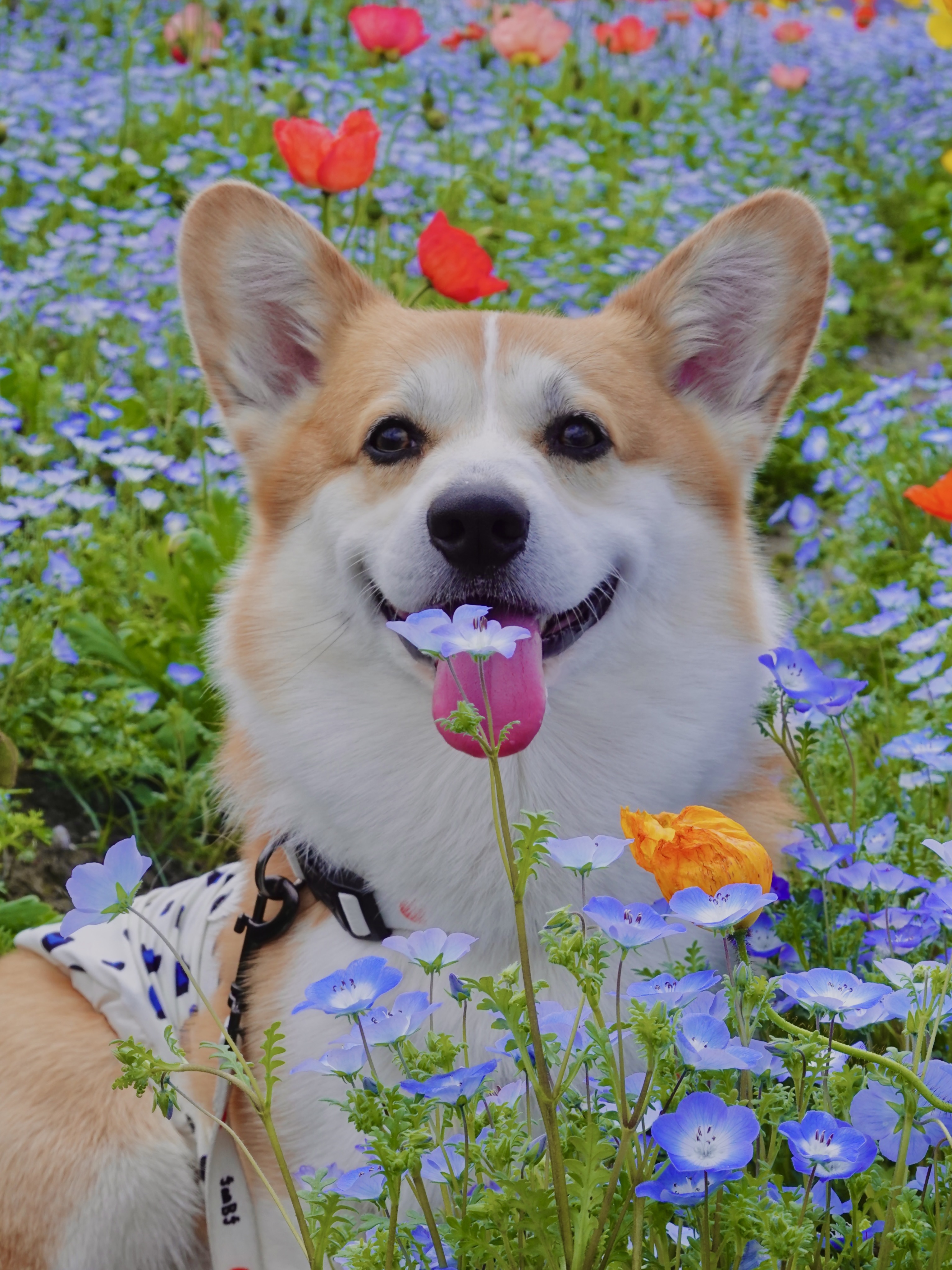 谁能拒绝穿过春天奔向你的小狗呢⊹꙳✧˖