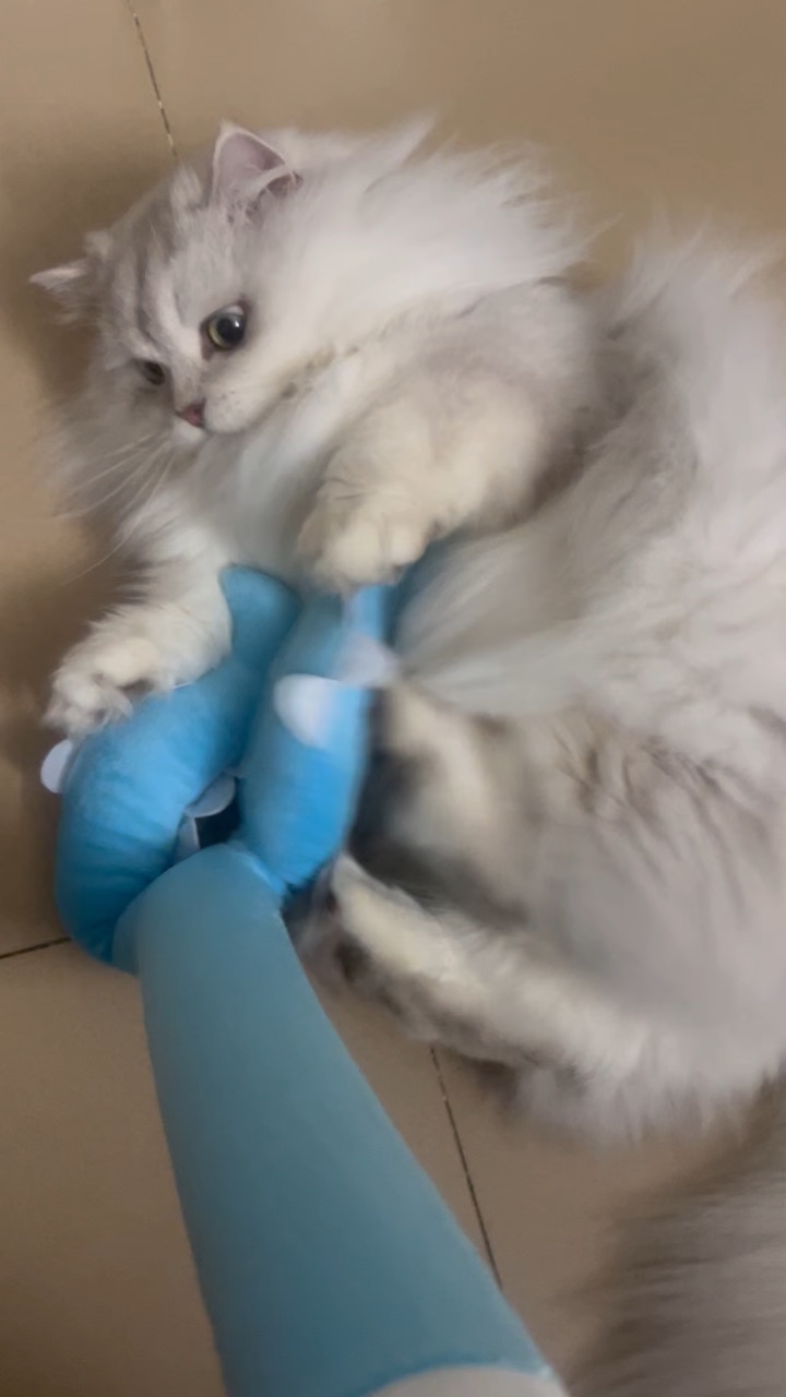 真可爱好玩爱玩