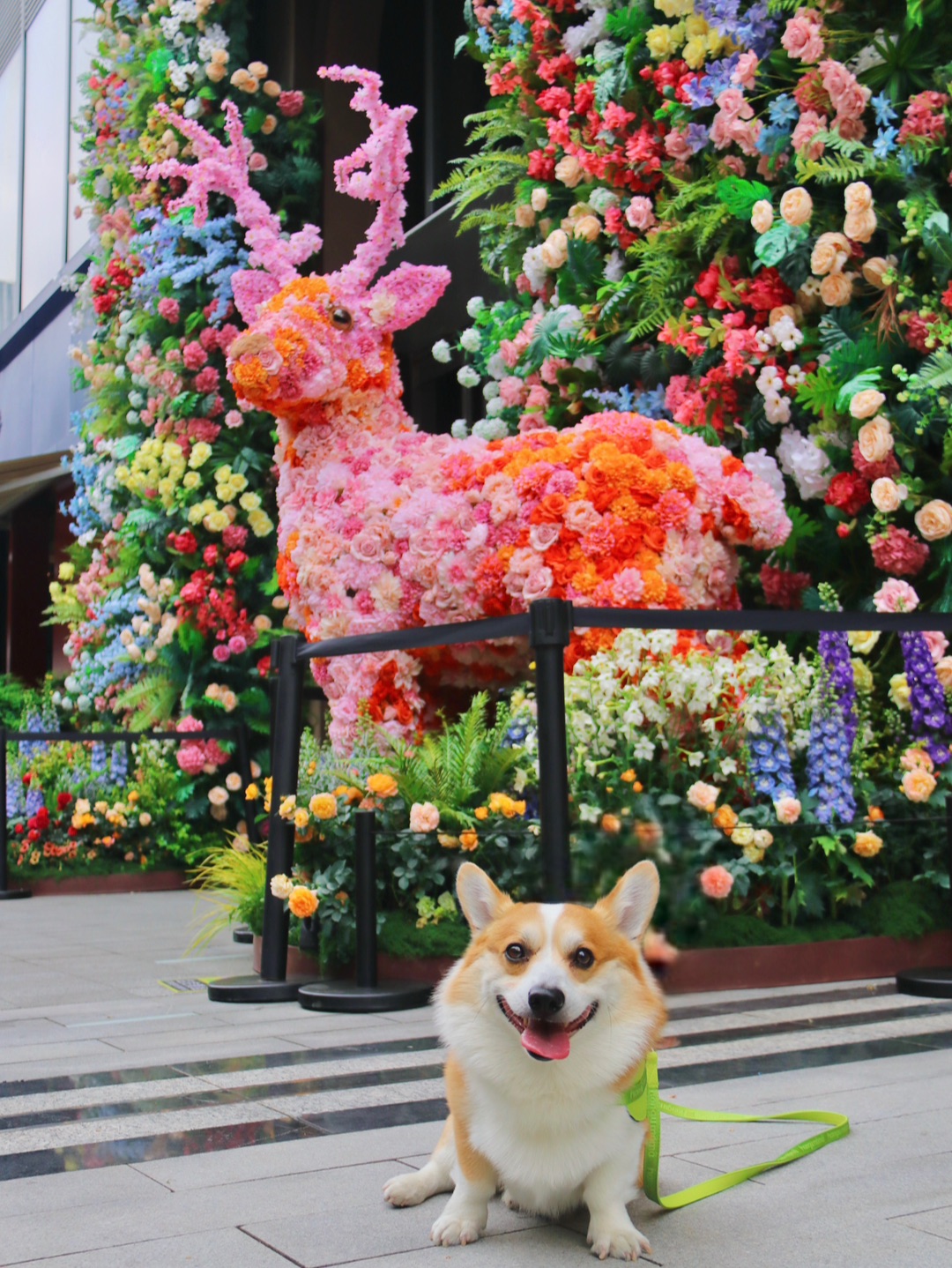 春天花游记 | 走进爱丽丝梦游仙境