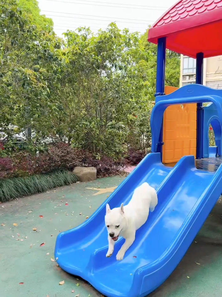 酱酱～滑梯🛝飞狗