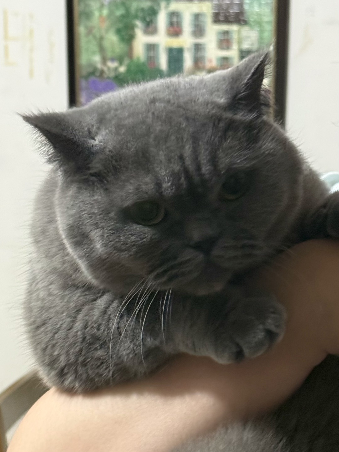 😾厨房小馋猫上线