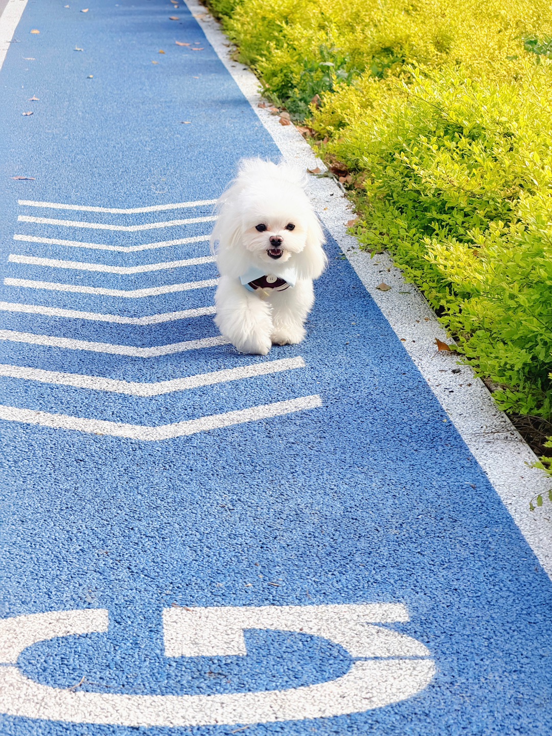 小狗的幸福感，全在饭碗里啦🥣🐾