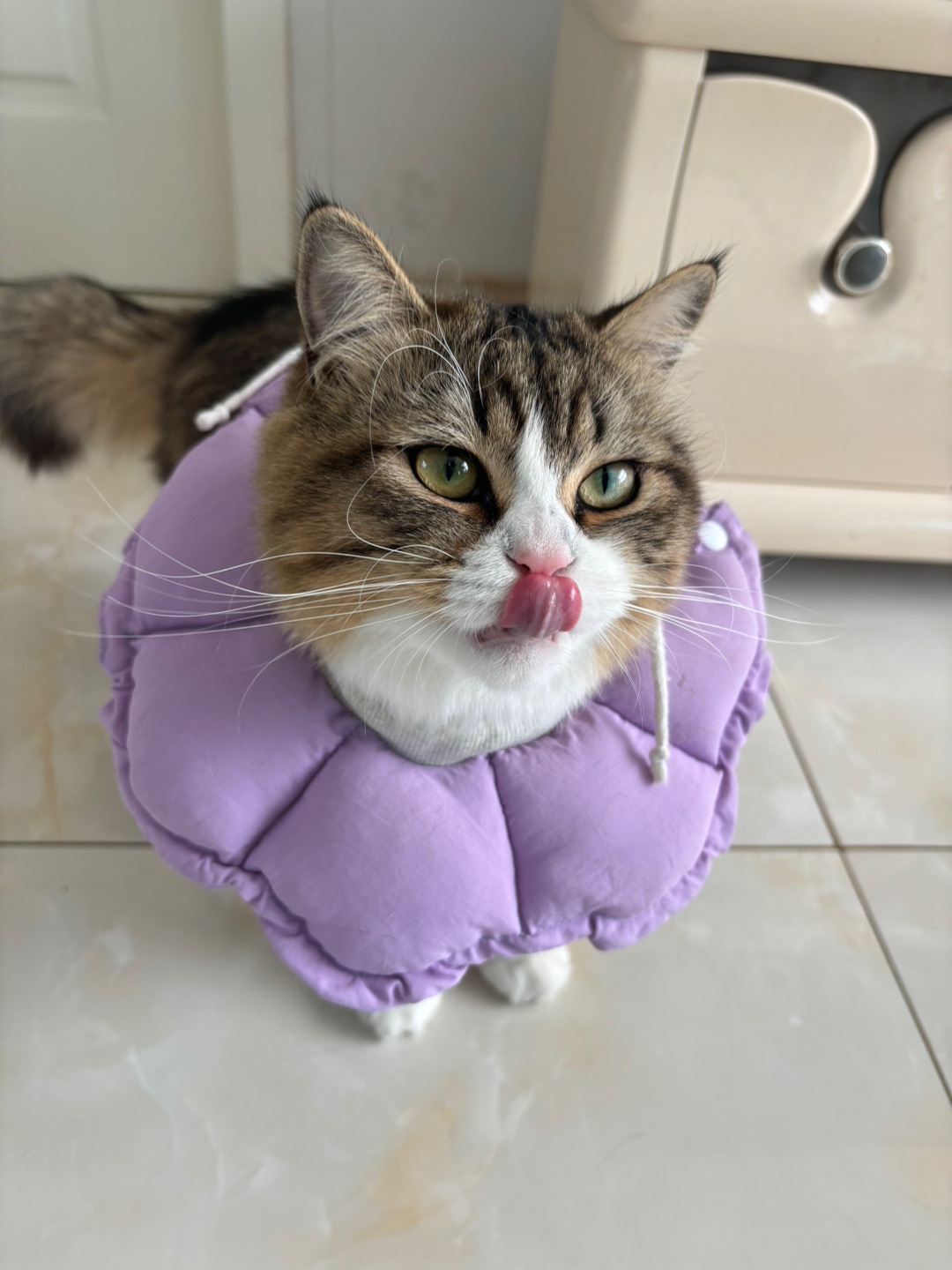 (*´▽｀)ノノ(*´▽｀)ノノ(^o^)／(*´▽｀)ノノヽ(^0^)ノ