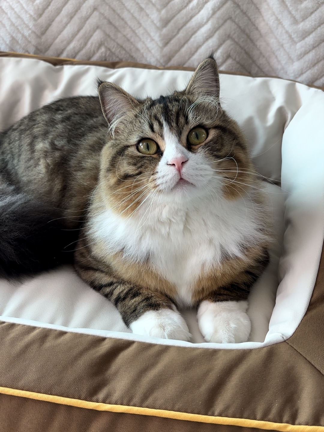 (*´▽｀)ノノ(*´▽｀)ノノ(^o^)／(*´▽｀)ノノヽ(^0^)ノ