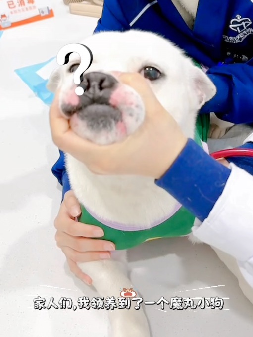 家人们，我领养到了一个魔丸小狗