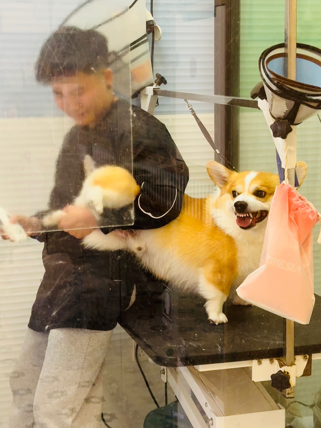 小狗还有两幅面孔呢