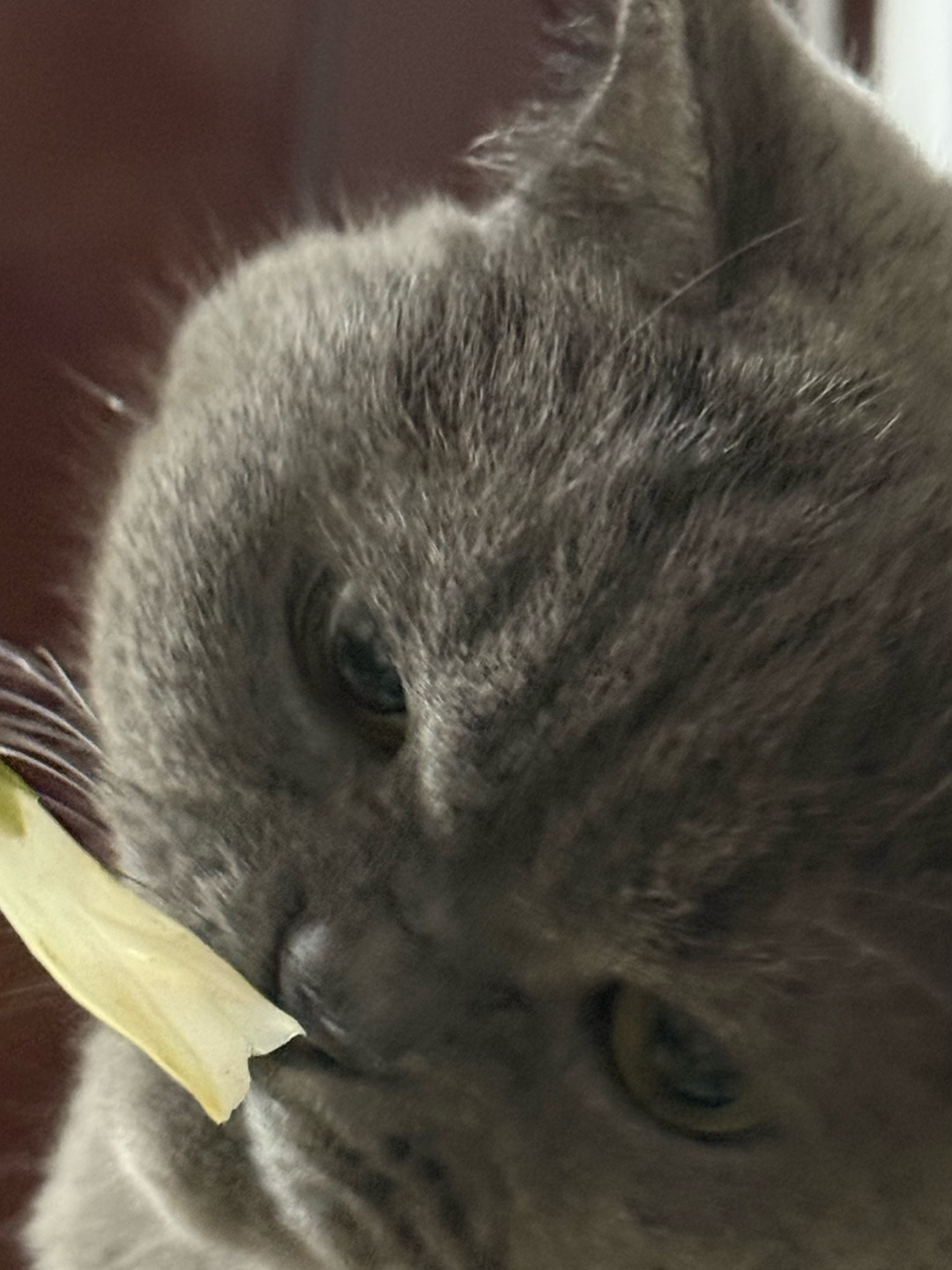 🥬皮皮的通心菜啃食现场