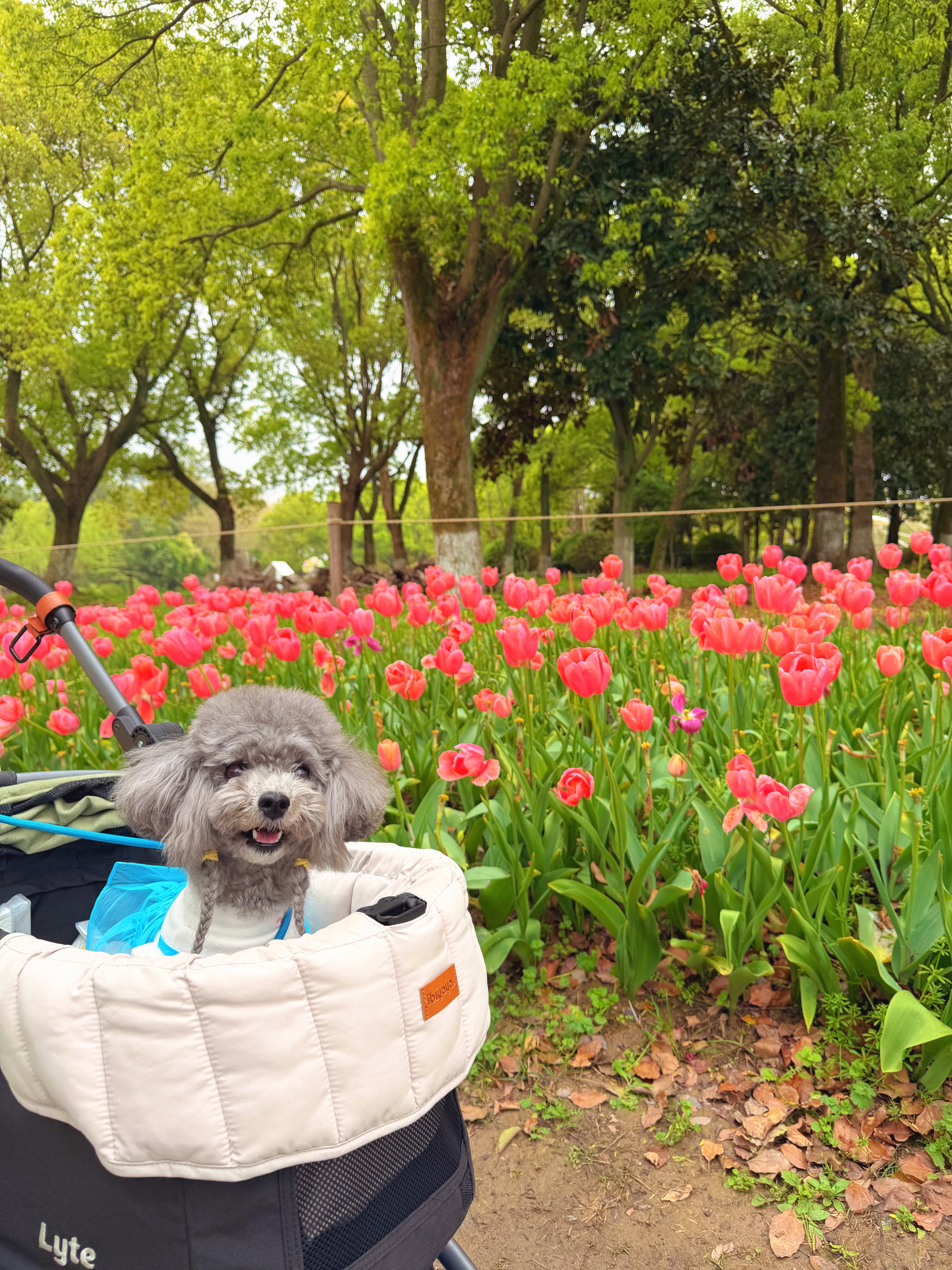 小狗的花花世界～