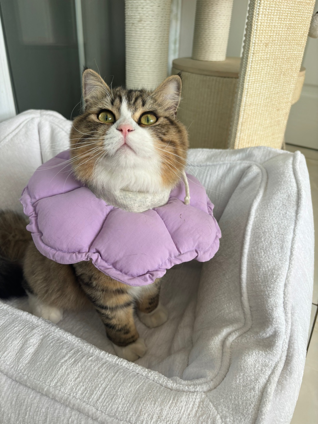 (*´▽｀)ノノ~(＾◇^)/~(＾◇^)/( ´ ▽ ` )ノ