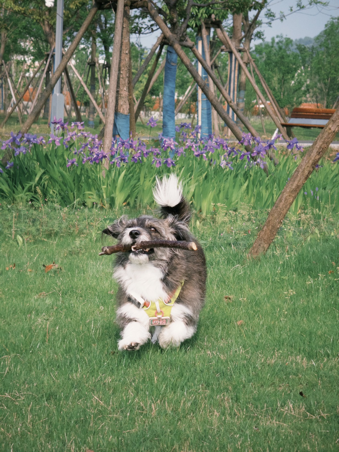 小狗跳进春日啦～