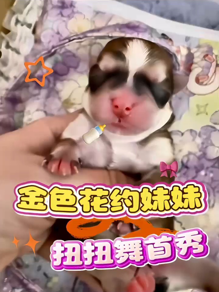 她好会扭💛金色花约克夏妹妹扭扭舞首秀～