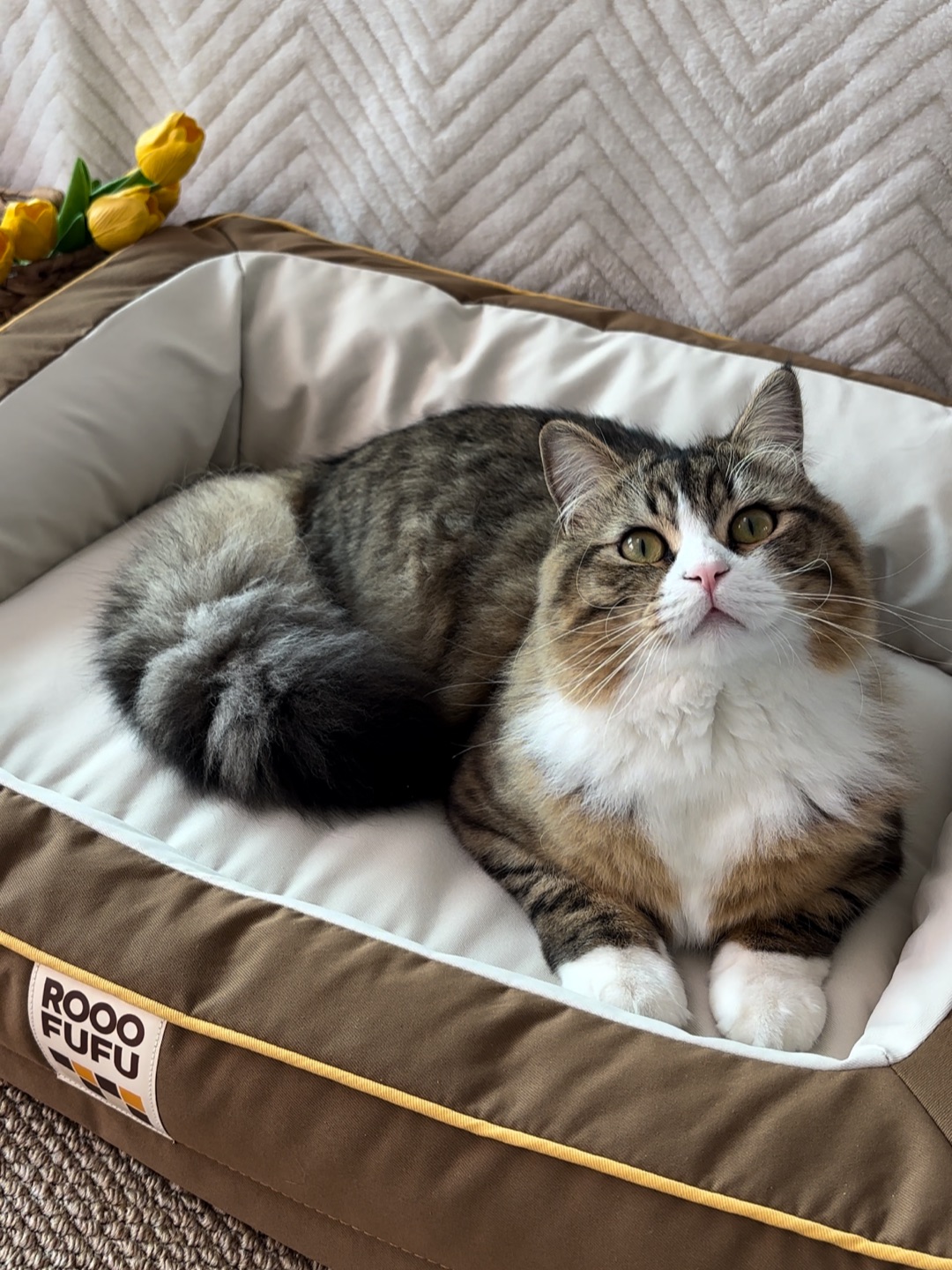 (*´▽｀)ノノ~(＾◇^)/~(＾◇^)/( ´ ▽ ` )ノ