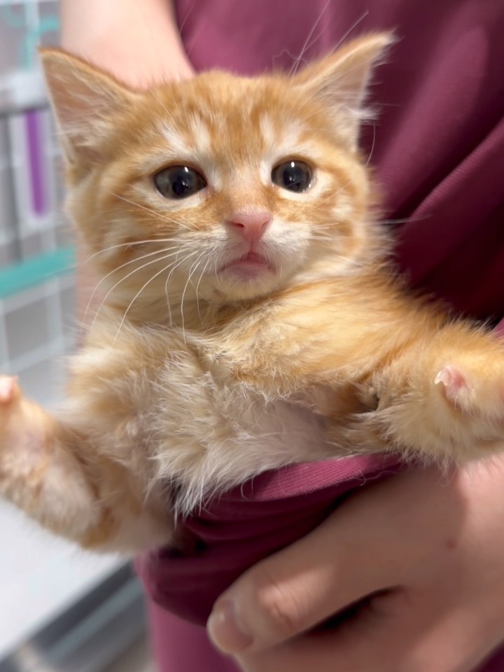 小胖橘也太可了！