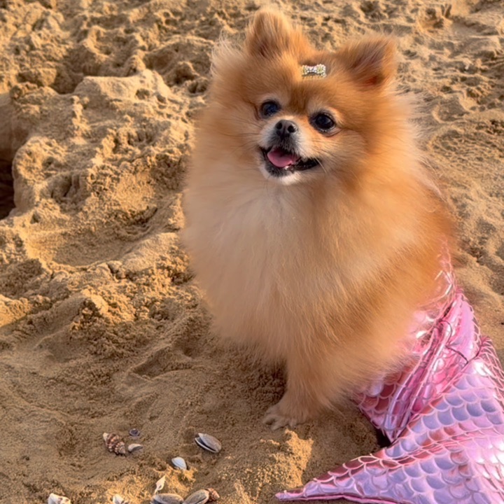 以防你没有见过美人鱼